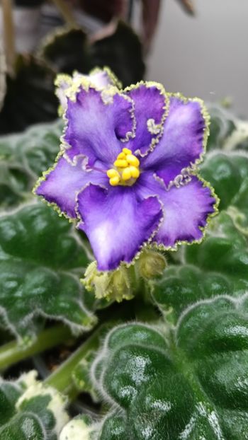  - LE GRAFF CALIOSTRO