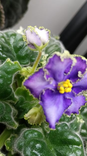  - LE GRAFF CALIOSTRO