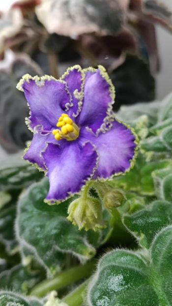  - LE GRAFF CALIOSTRO