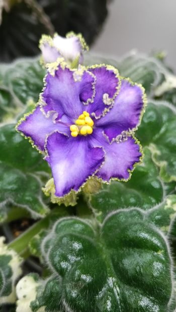  - LE GRAFF CALIOSTRO