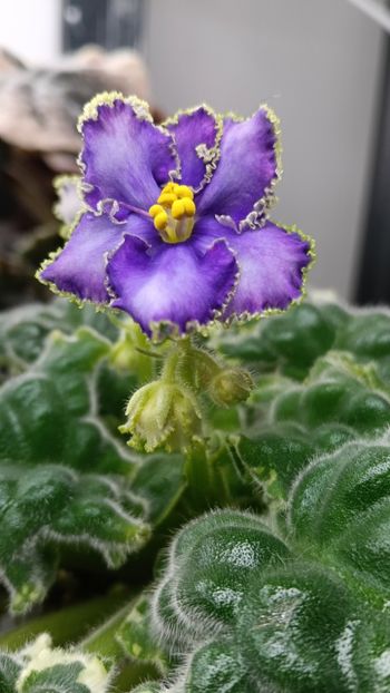  - LE GRAFF CALIOSTRO