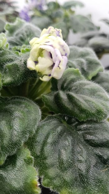  - RM-Precrasnii Jemciug