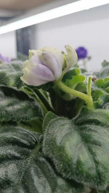  - RM-Precrasnii Jemciug