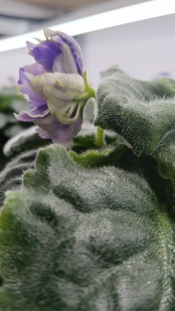  - RM-Precrasnii Jemciug