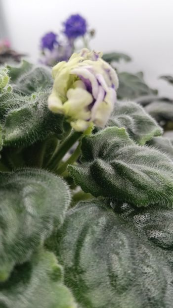  - RM-Precrasnii Jemciug