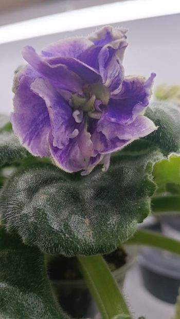  - RM-Precrasnii Jemciug