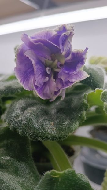  - RM-Precrasnii Jemciug