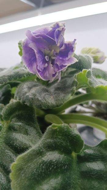  - RM-Precrasnii Jemciug