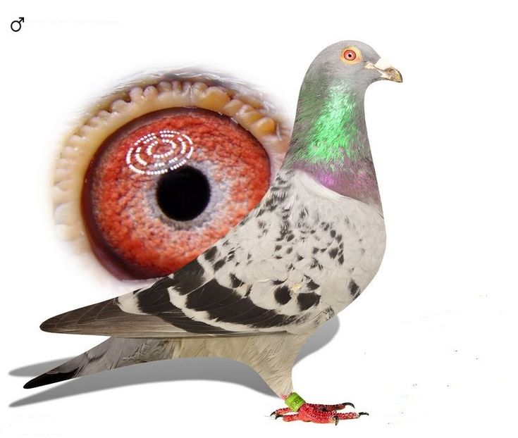 039876-22 F - Achizitii 2025