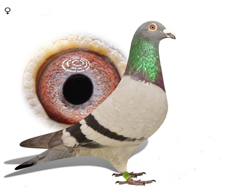 2019589-24 M - Achizitii 2025