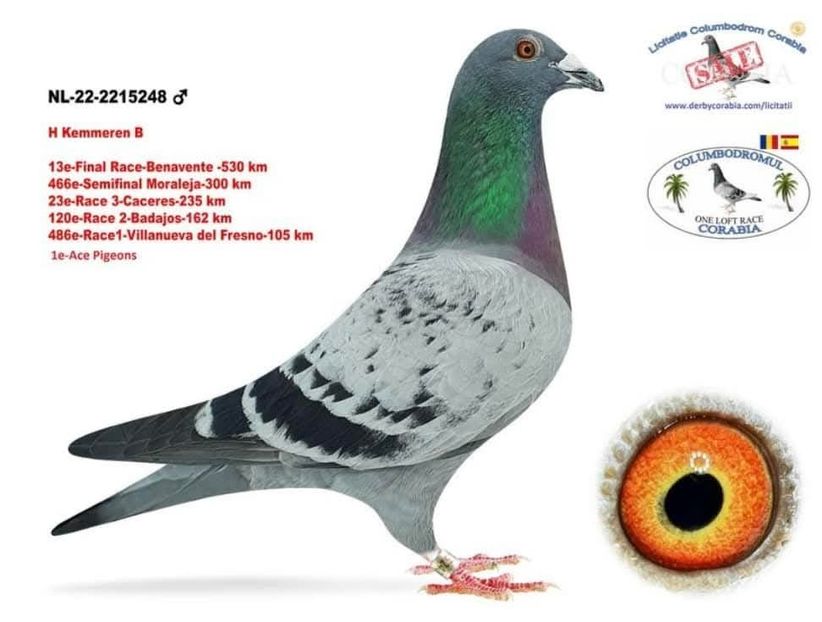 Frate bun cu Kemeren - Achizitii 2025