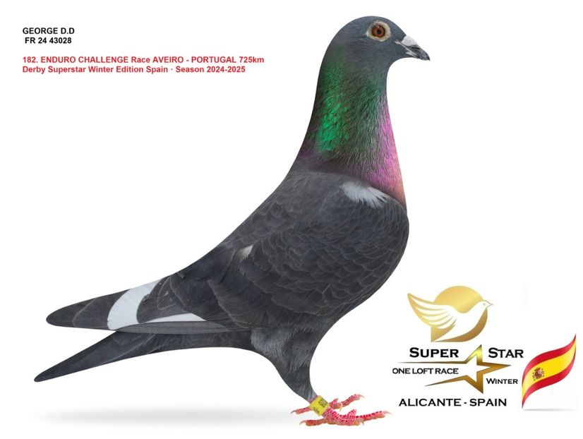 koopman Ariciu - Achizitii 2025