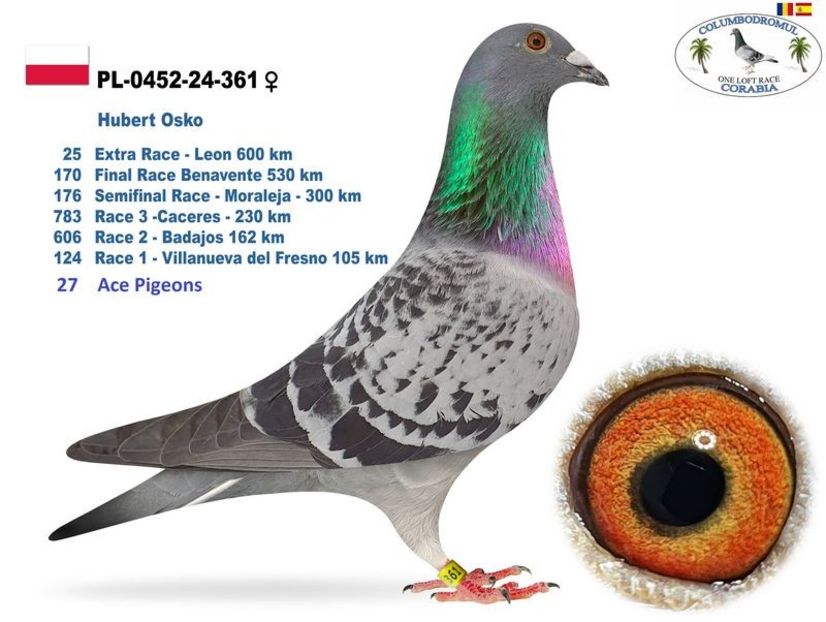 Polonia Porche - Achizitii 2025