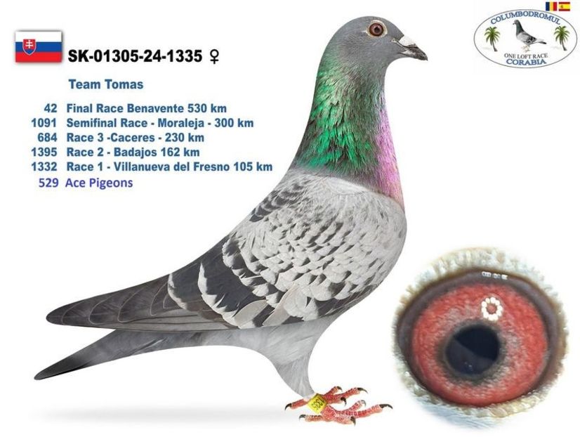 team tomas - Achizitii 2025