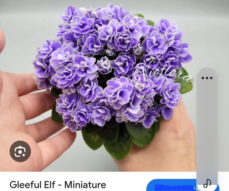 Poză net - Gleeful Elf