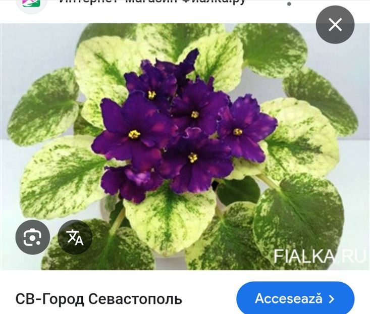  - SV Gorid Sevastopol