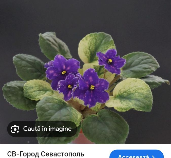  - SV Gorid Sevastopol