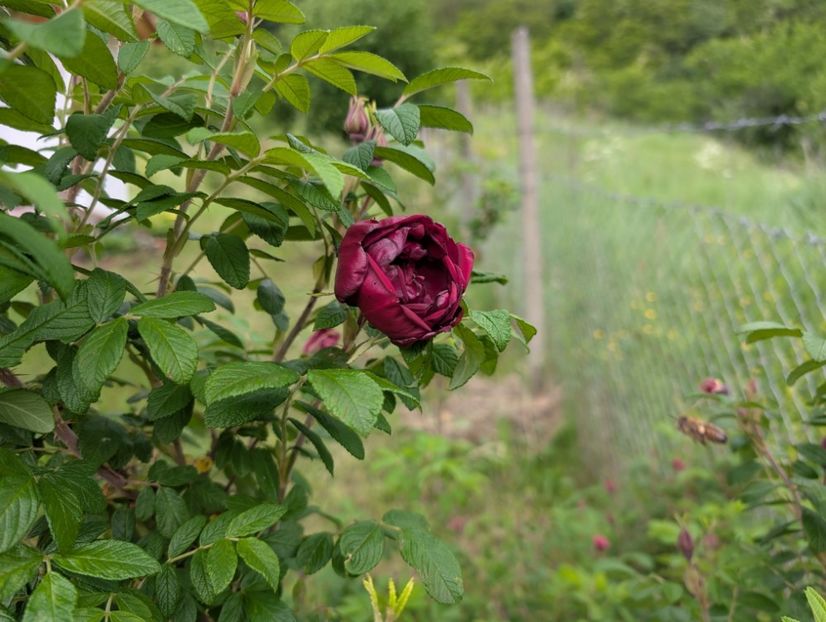 PXL_20250526_121803630 - Rotes Phaenomen