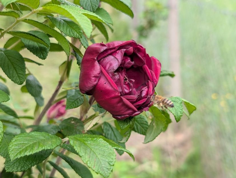 PXL_20250526_121811944 - Rotes Phaenomen