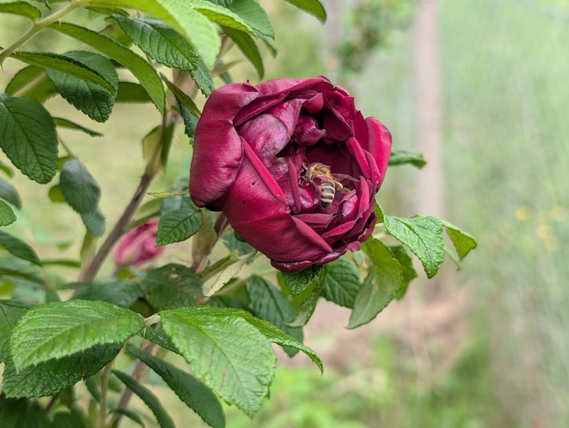 PXL_20250526_121813150 - Rotes Phaenomen