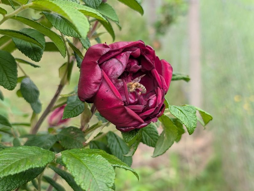 PXL_20250526_121814324 - Rotes Phaenomen