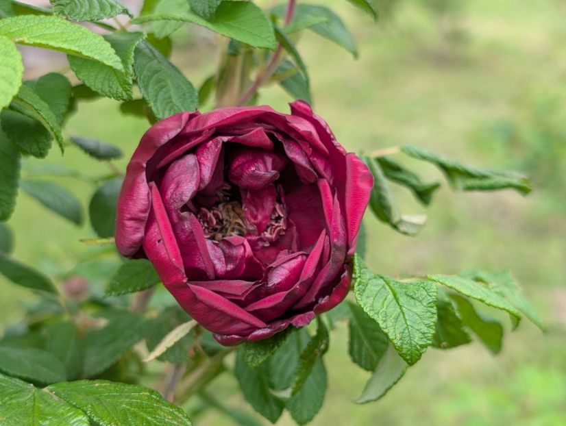 PXL_20250526_121823533 - Rotes Phaenomen