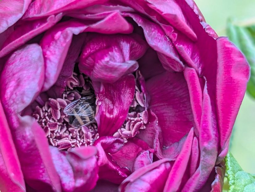 PXL_20250526_121834453 - Rotes Phaenomen