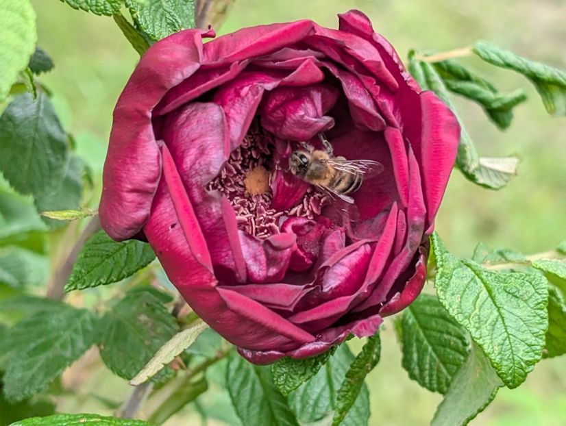 PXL_20250526_121957968 - Rotes Phaenomen