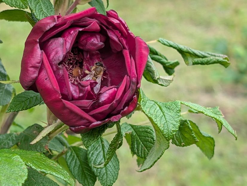 PXL_20250526_122039598 - Rotes Phaenomen