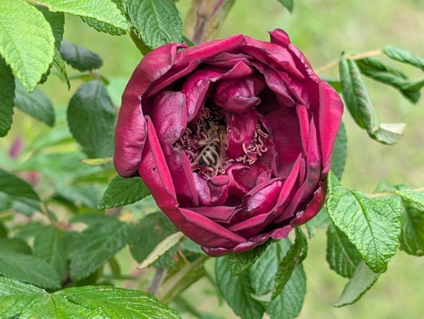 PXL_20250526_122051370 - Rotes Phaenomen