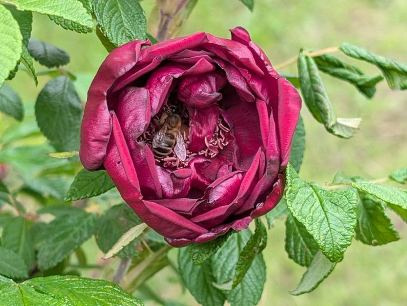 PXL_20250526_122054955 - Rotes Phaenomen