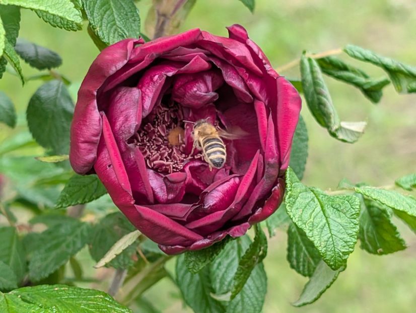 PXL_20250526_122102697 - Rotes Phaenomen