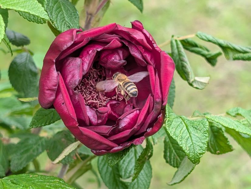 PXL_20250526_122104360 - Rotes Phaenomen