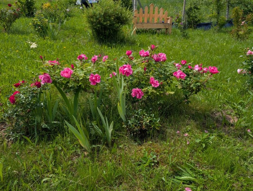 PXL_20250531_092036540 - Knockout