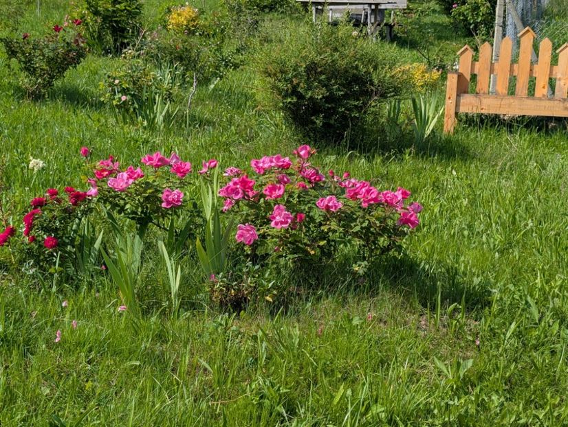 PXL_20250602_064758317 - Knockout