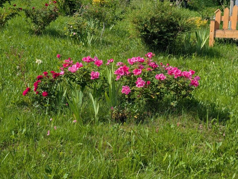 PXL_20250602_064801016 - Knockout