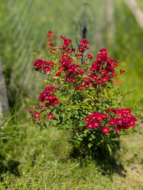 PXL_20250605_075814124.PORTRAIT - Paganini