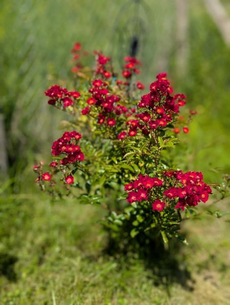 PXL_20250605_075818064.PORTRAIT - Paganini