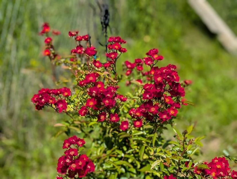 PXL_20250605_075836198.PORTRAIT - Paganini