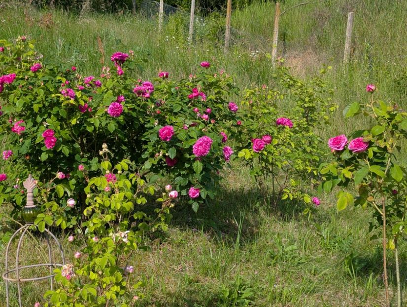 PXL_20250602_062824591 - Glendora