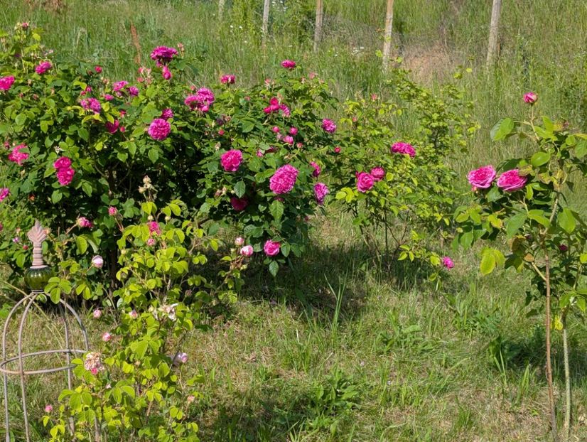 PXL_20250602_062828428 - Glendora