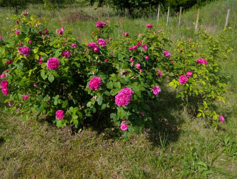 PXL_20250602_062909643 - Glendora