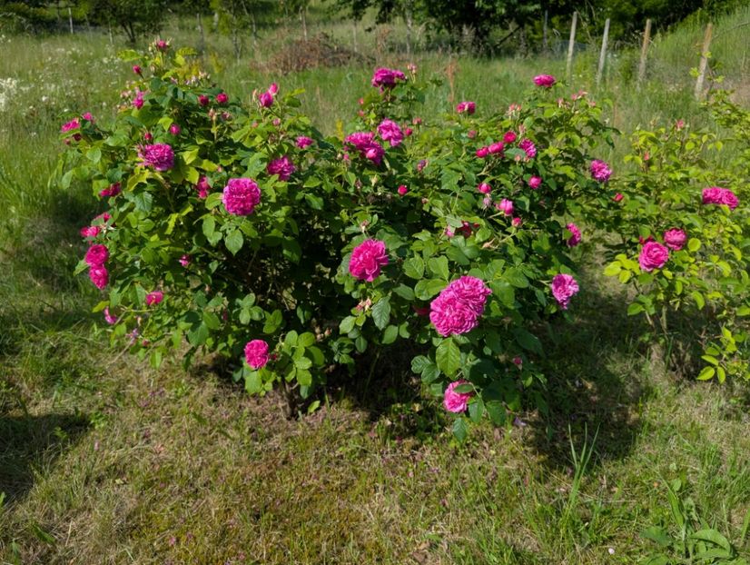 PXL_20250602_062913226 - Glendora