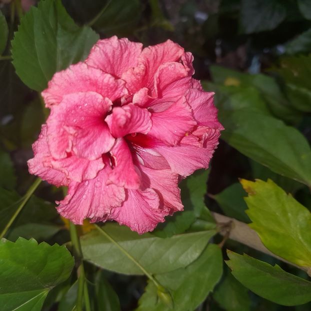 08.10.2025 - HIBISCUSI 2025-5