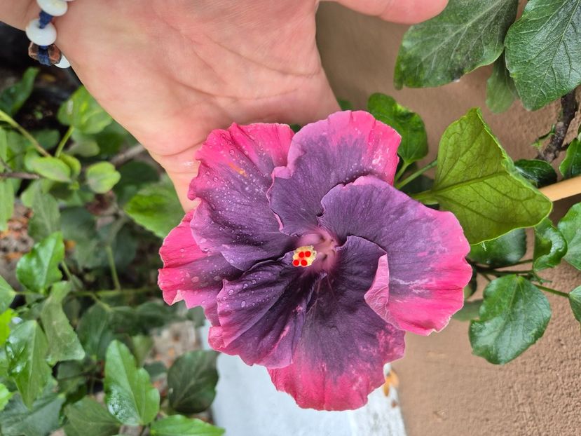  - Moorea My Blue Pearl