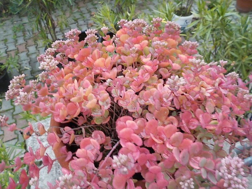  - sedum sieboldii