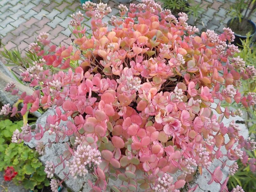  - sedum sieboldii
