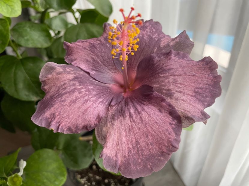  - 0006 - Hibiscusi 2025 - 3