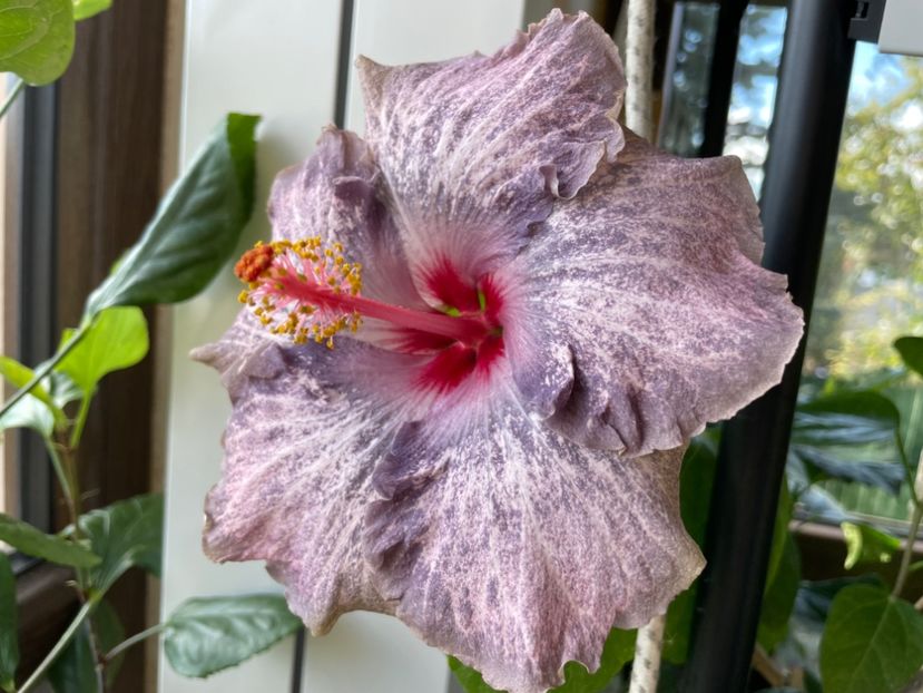  - 0006 - Hibiscusi 2025 - 3