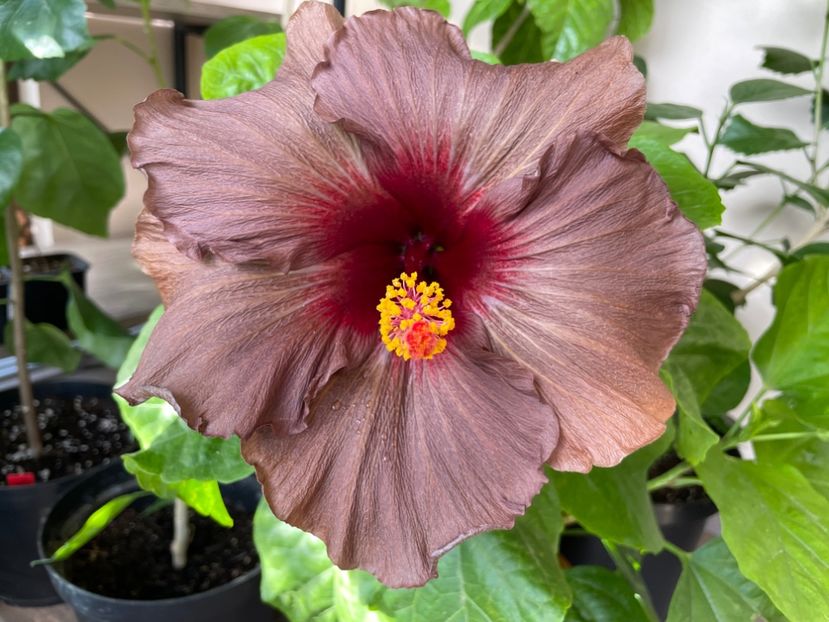  - 0006 - Hibiscusi 2025 - 3